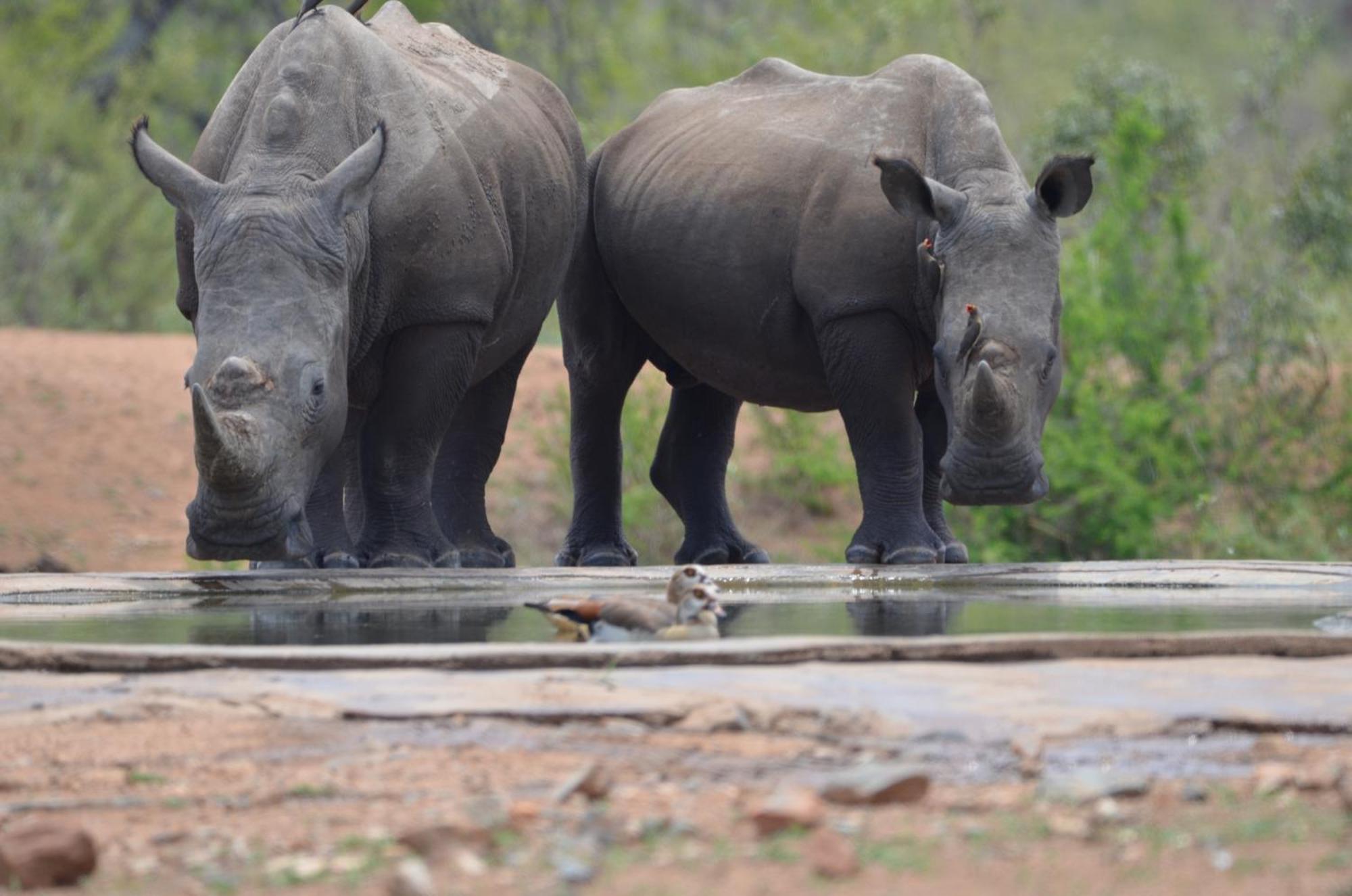 Kholiwe On Kruger Lodge & Safaris Marloth Park Εξωτερικό φωτογραφία