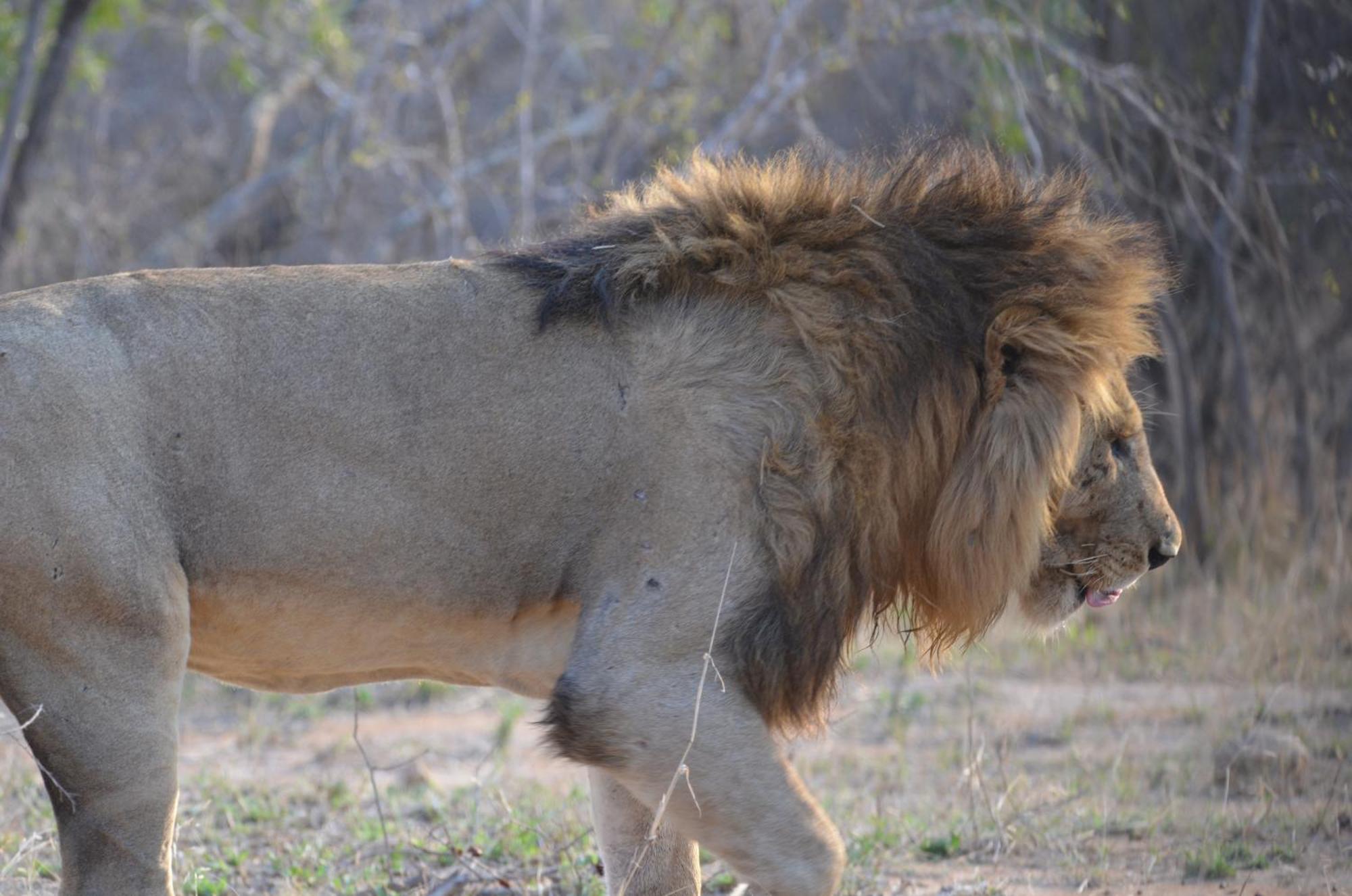 Kholiwe On Kruger Lodge & Safaris Marloth Park Εξωτερικό φωτογραφία