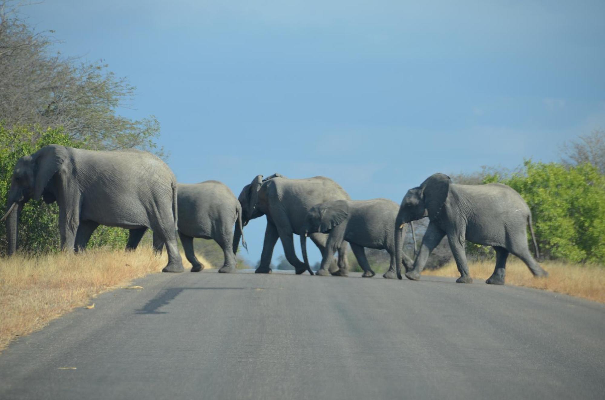 Kholiwe On Kruger Lodge & Safaris Marloth Park Εξωτερικό φωτογραφία