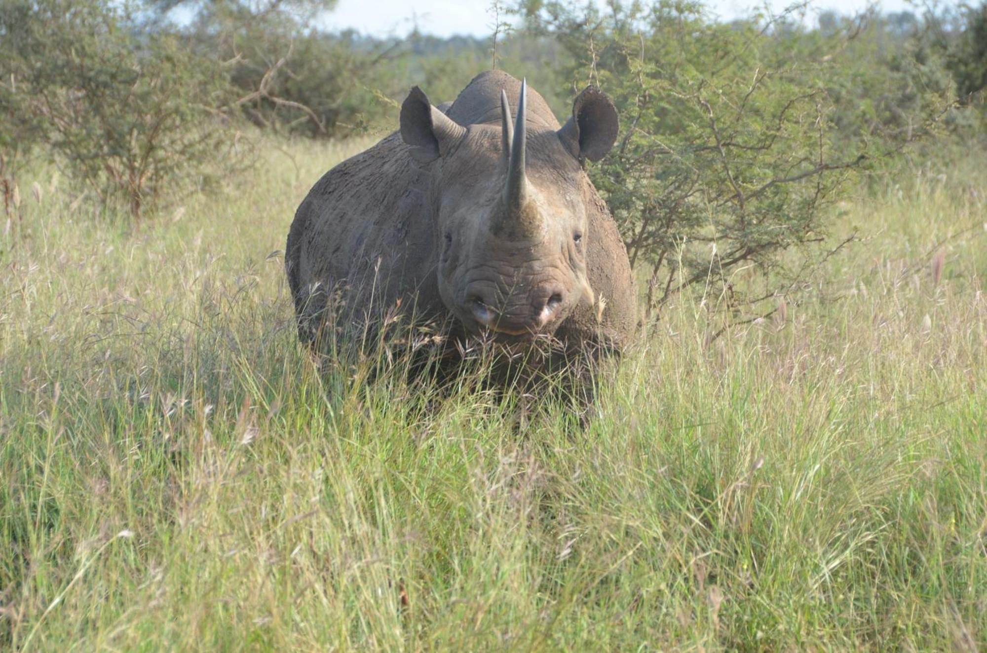 Kholiwe On Kruger Lodge & Safaris Marloth Park Εξωτερικό φωτογραφία