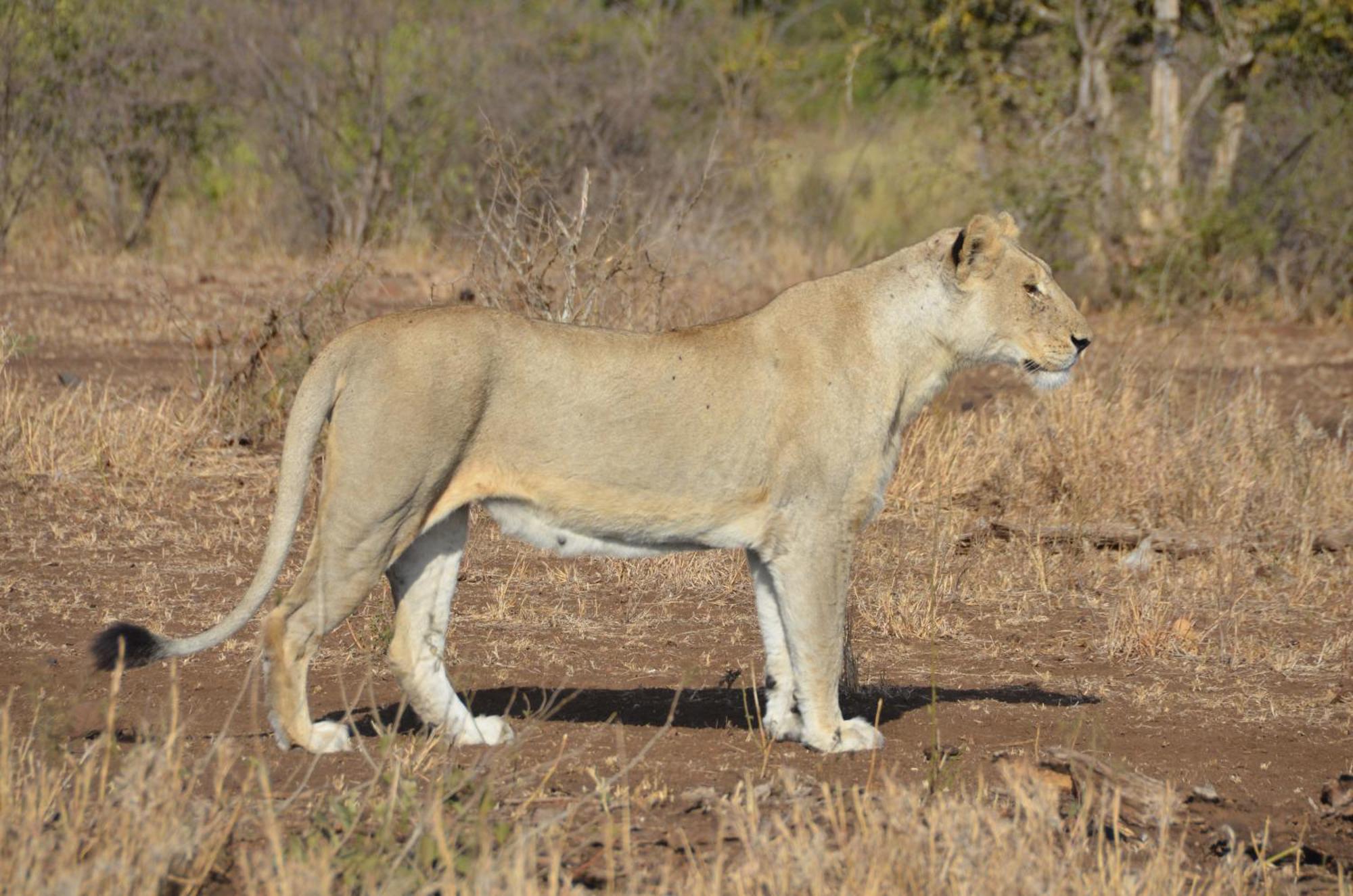 Kholiwe On Kruger Lodge & Safaris Marloth Park Εξωτερικό φωτογραφία