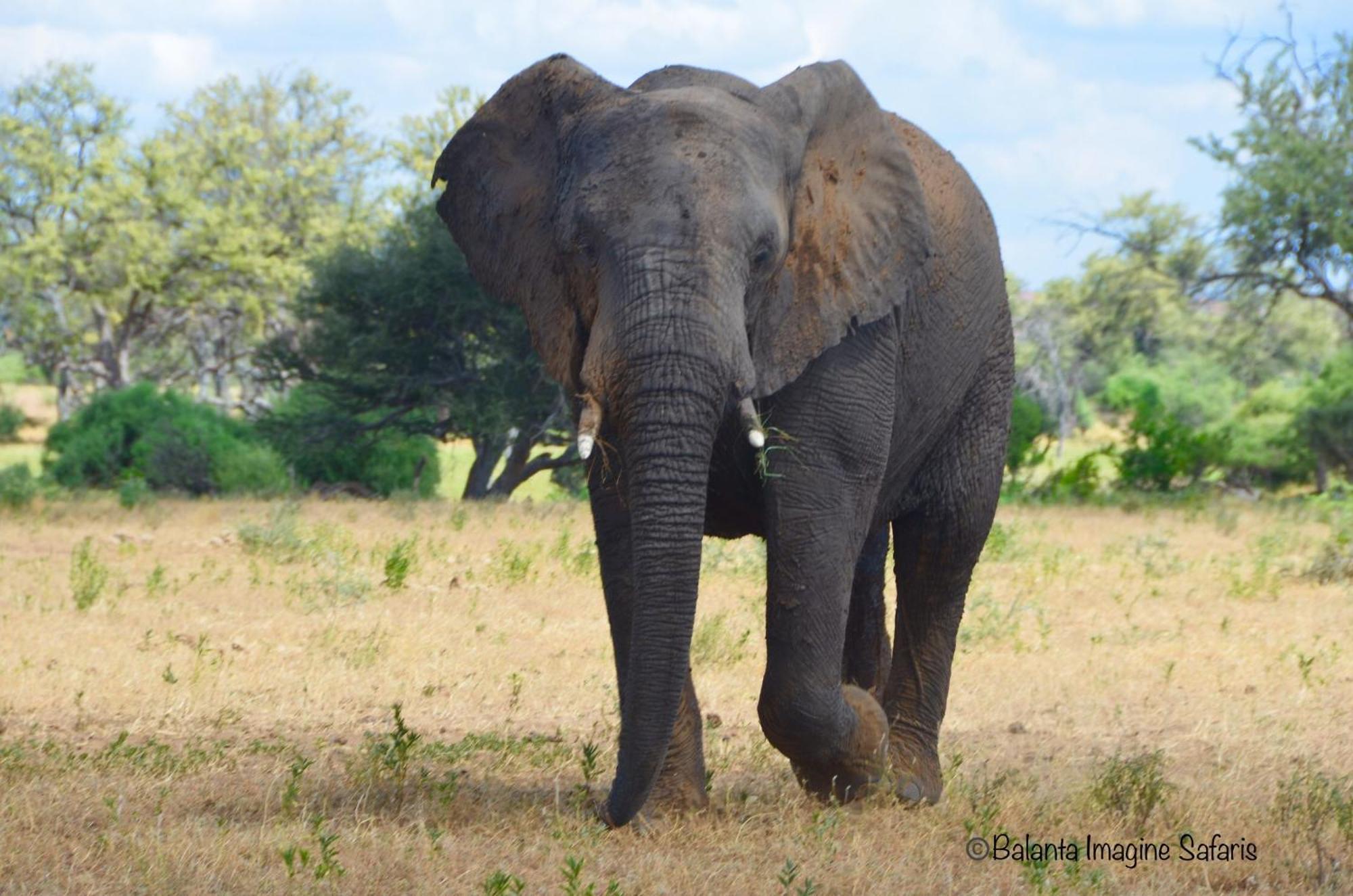 Kholiwe On Kruger Lodge & Safaris Marloth Park Εξωτερικό φωτογραφία
