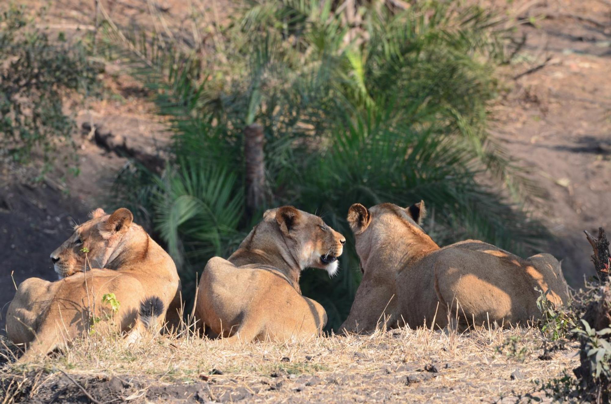 Kholiwe On Kruger Lodge & Safaris Marloth Park Εξωτερικό φωτογραφία